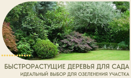 Быстрорастущие деревья для сада идеальный выбор в Муравленке