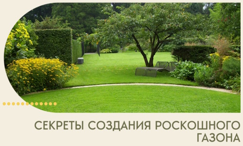 Секреты создания роскошного газона в Муравленке